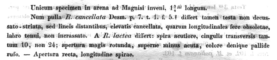 Rissoidae nel Mediterraneo: Genere Alvania